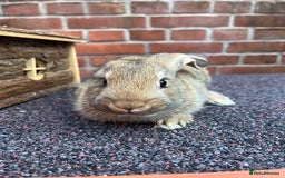 Mixed Breed rabbits for sale: Bunnies looking for a forever home! - Image 6