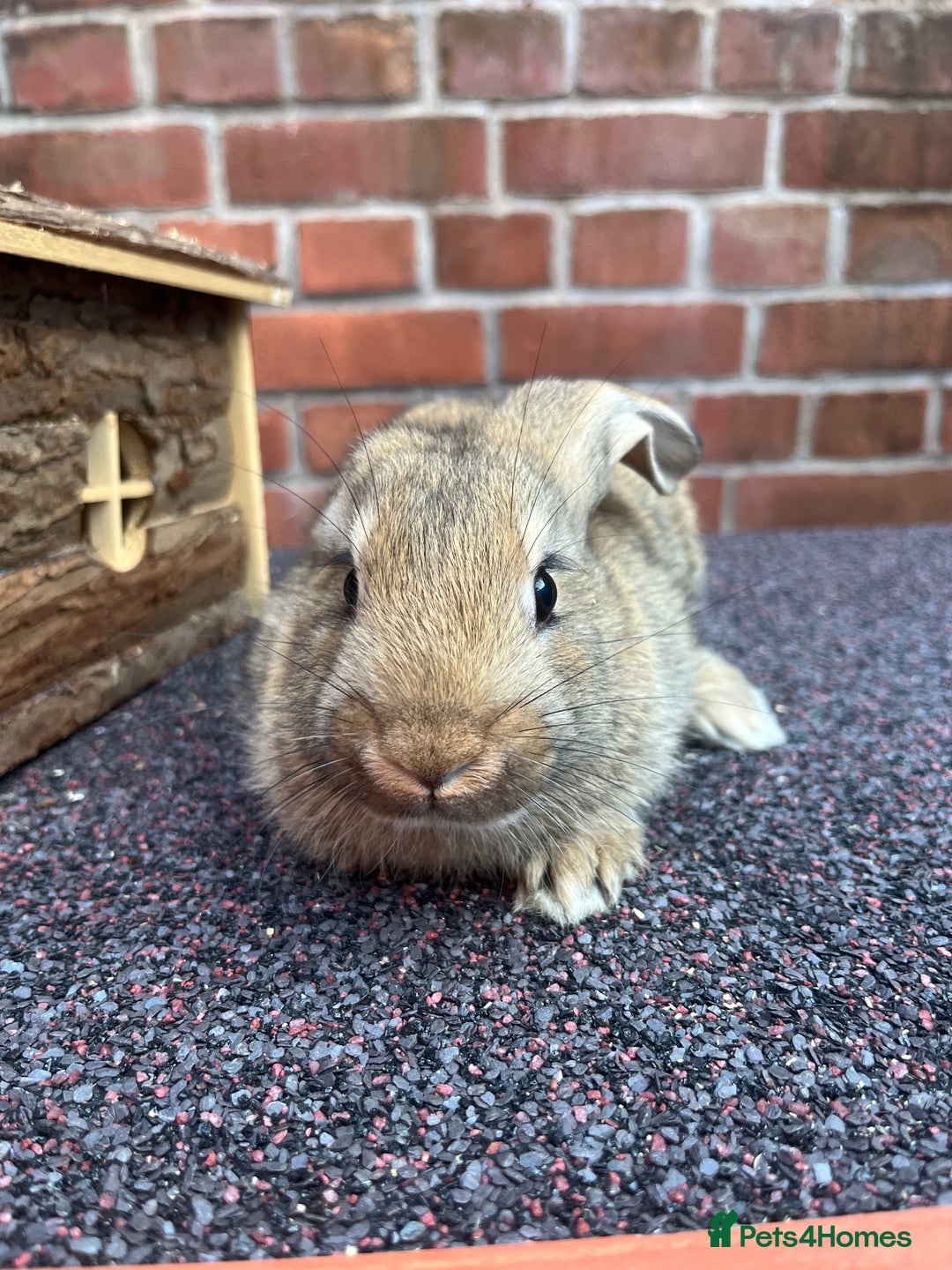 Mixed Breed rabbits for sale: Bunnies looking for a forever home! - Image 6