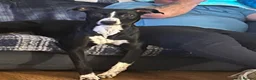 Lurcher dogs for sale: Maggie lurcher - Advert 4