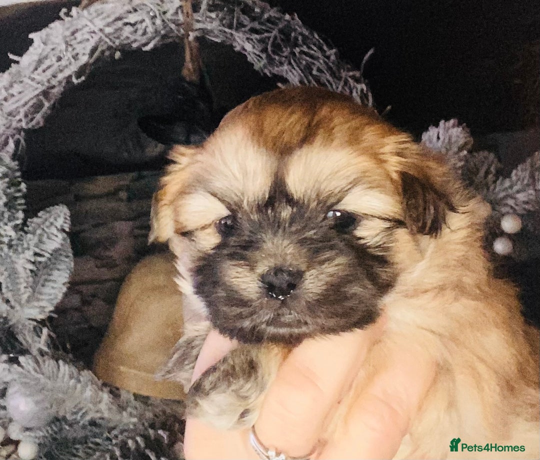 Shih Tzu dogs for sale: STUNNING BLACK MASK PUPS PLUS PARTI COLOUR  - Advert 7