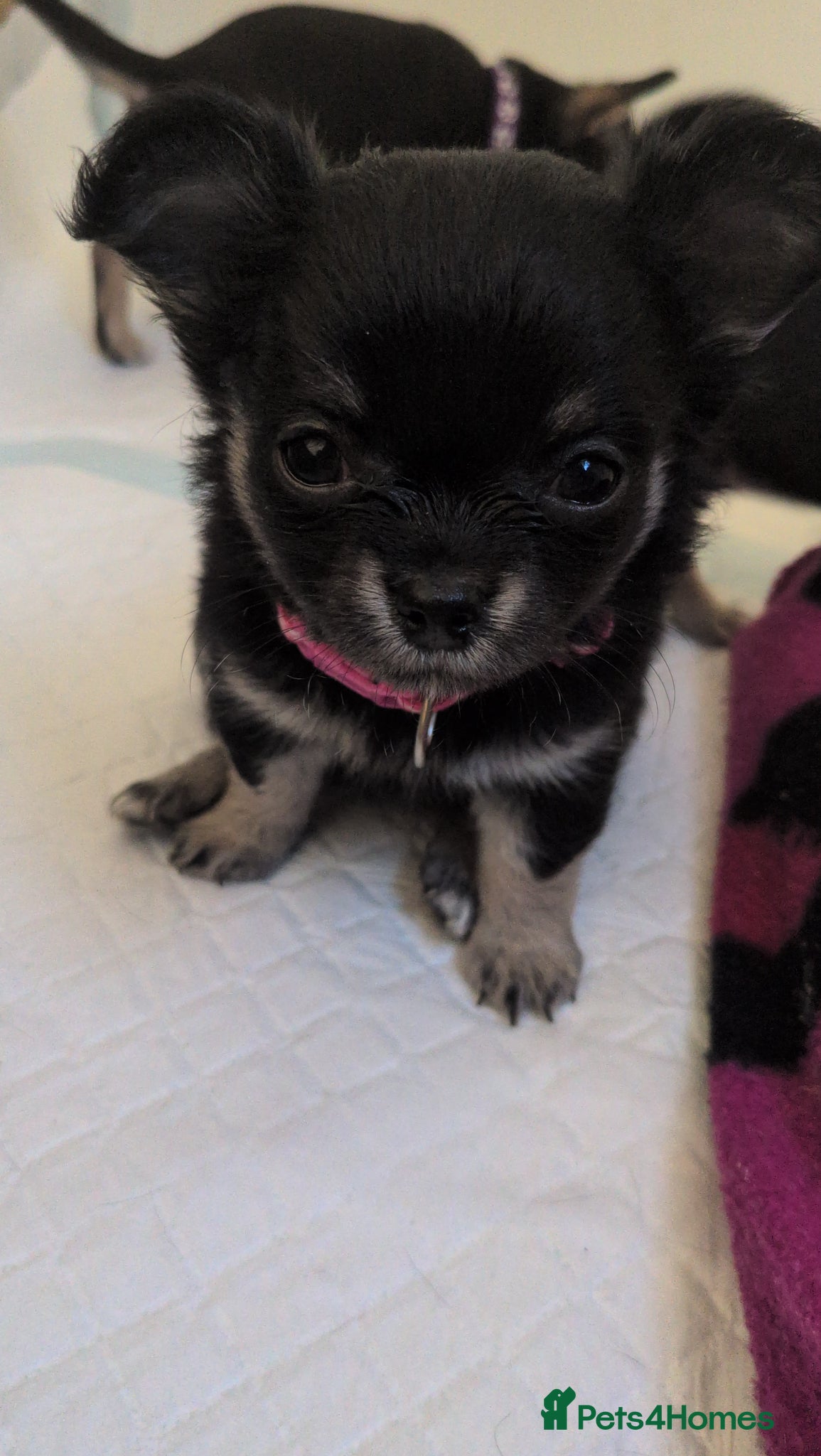 Chihuahua dogs Beautiful Chihuahua Puppies  - Advert 13