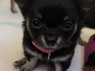 Chihuahua dogs Beautiful Chihuahua Puppies - Advert 13