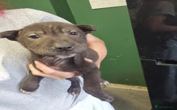 Mixed Breed dogs for sale: Cocker pei puppies ready now  - Image 14