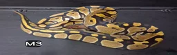 Python Snake reptiles for sale: Royal Pythons Male and Females  - Advert 9