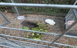 Mini Lop rabbits for sale: Bonded pair of female rabbits - Image 6