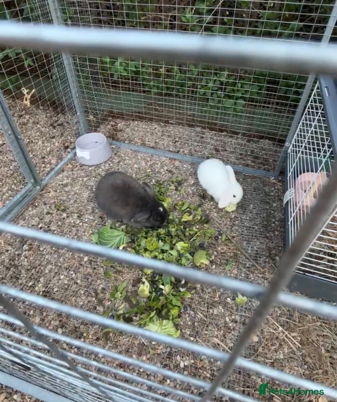 Mini Lop rabbits for sale: Bonded pair of female rabbits - Image 6