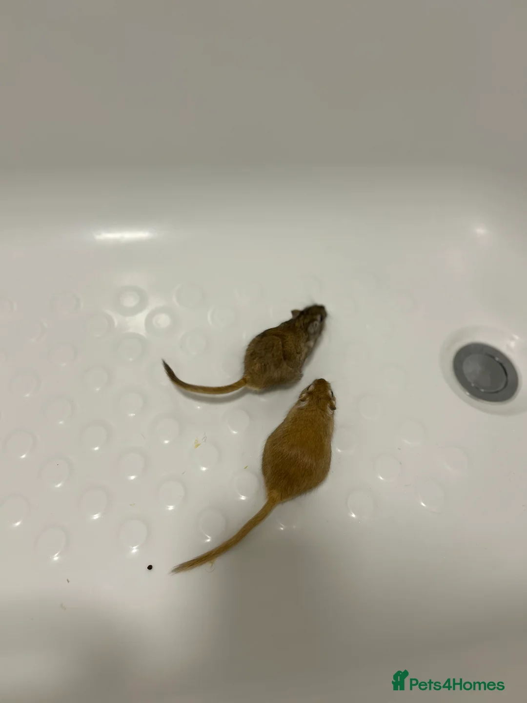 Gerbil rodents for sale: 2 gerbils males with cage and additions  - Advert 4