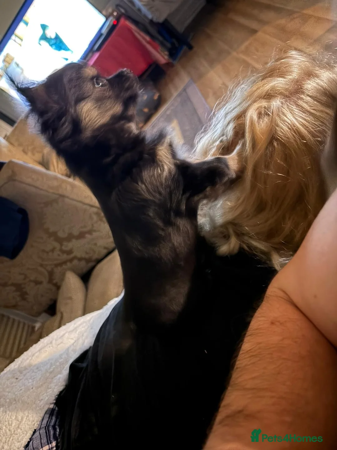 Chihuahua dogs for sale: Beautiful Black and Tan chihuahua boy  - Advert 9