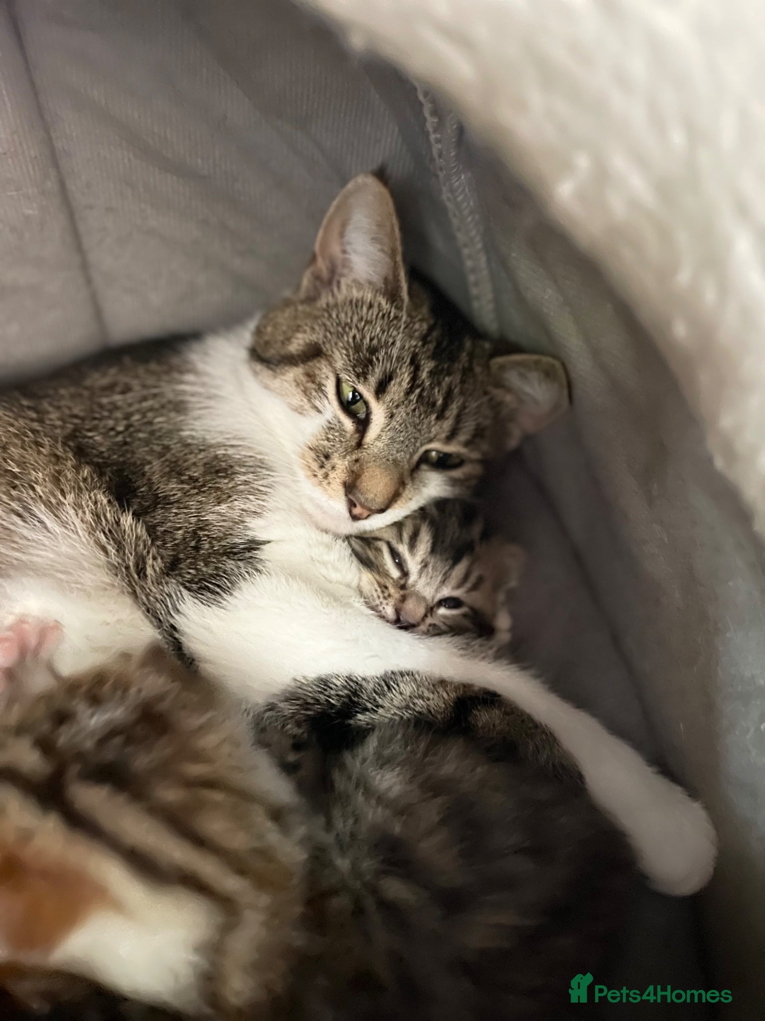 Mixed Breed cats Kittens : Ready to view  - Advert 11