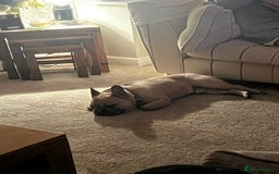 French Bulldog dogs for sale: Male French Bulldog 11 months old - Image 4