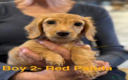 Dachshund dogs for sale: Cream Longhaired Miniature Dachshund Boys  - Image 6