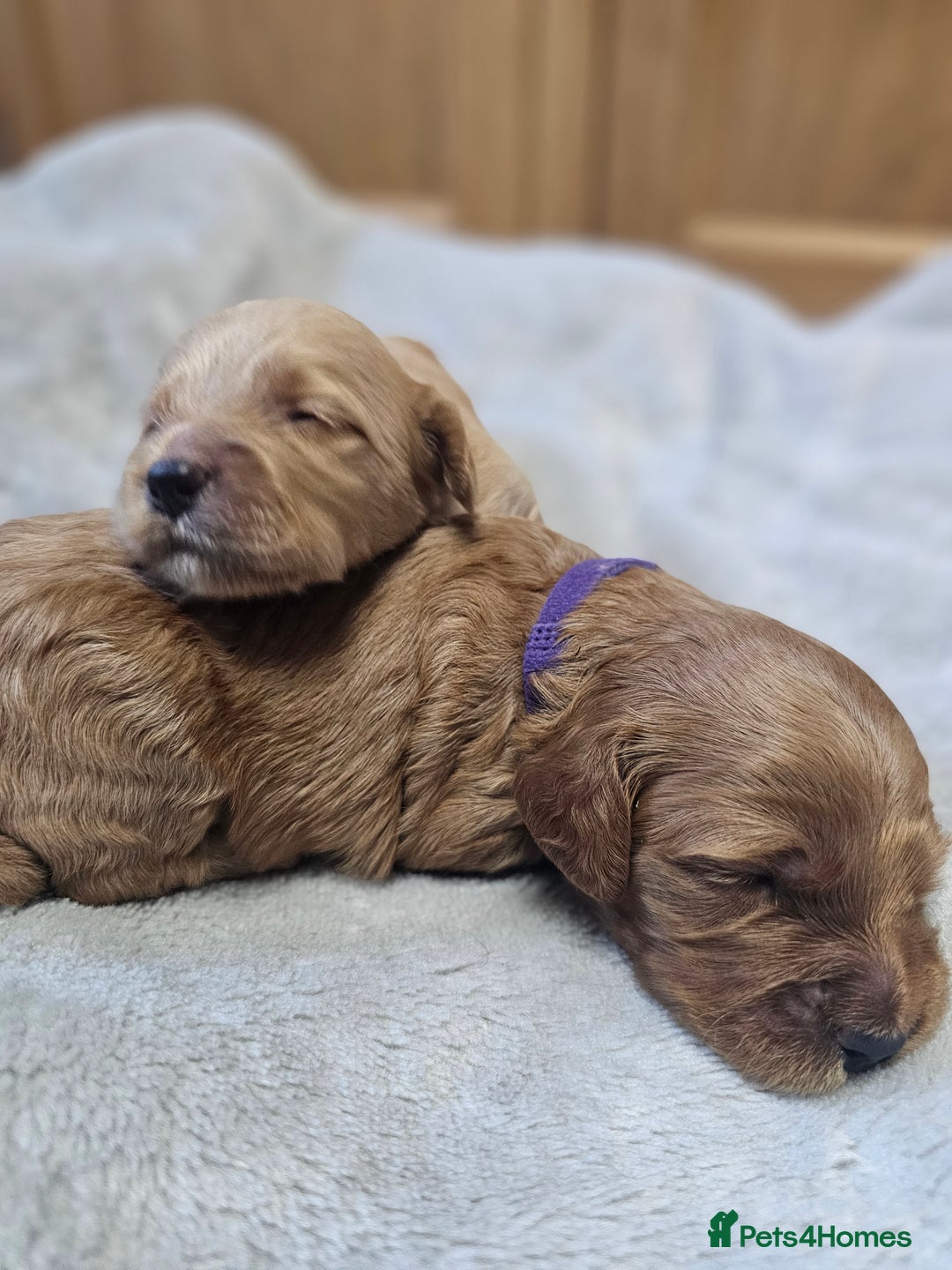 Cockapoo dogs for sale: 4 beautiful cockapoo puppies - Image 15