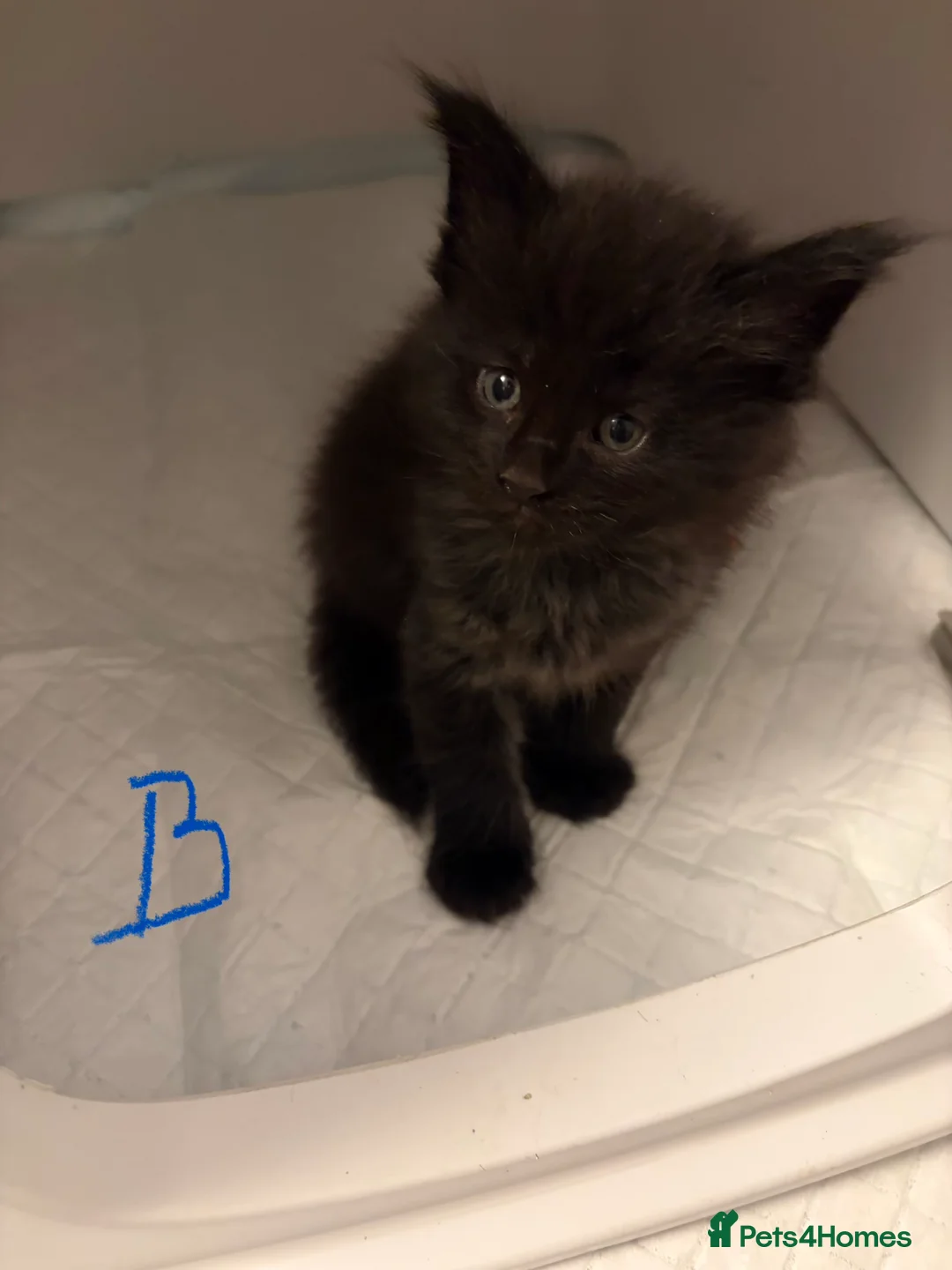 Maine Coon cats for sale: Litter of rainbow - Advert 2