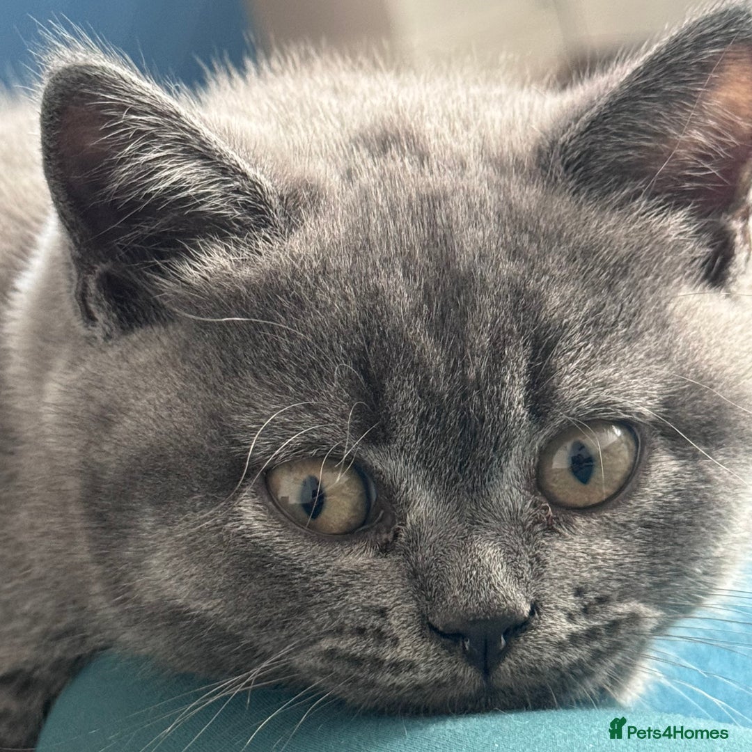 British Shorthair cats for sale: Beautiful Active Male Kitten for Sale – Blue - Image 19