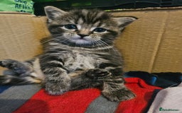Russian Blue cats for sale: Russian blue mix - Image 18
