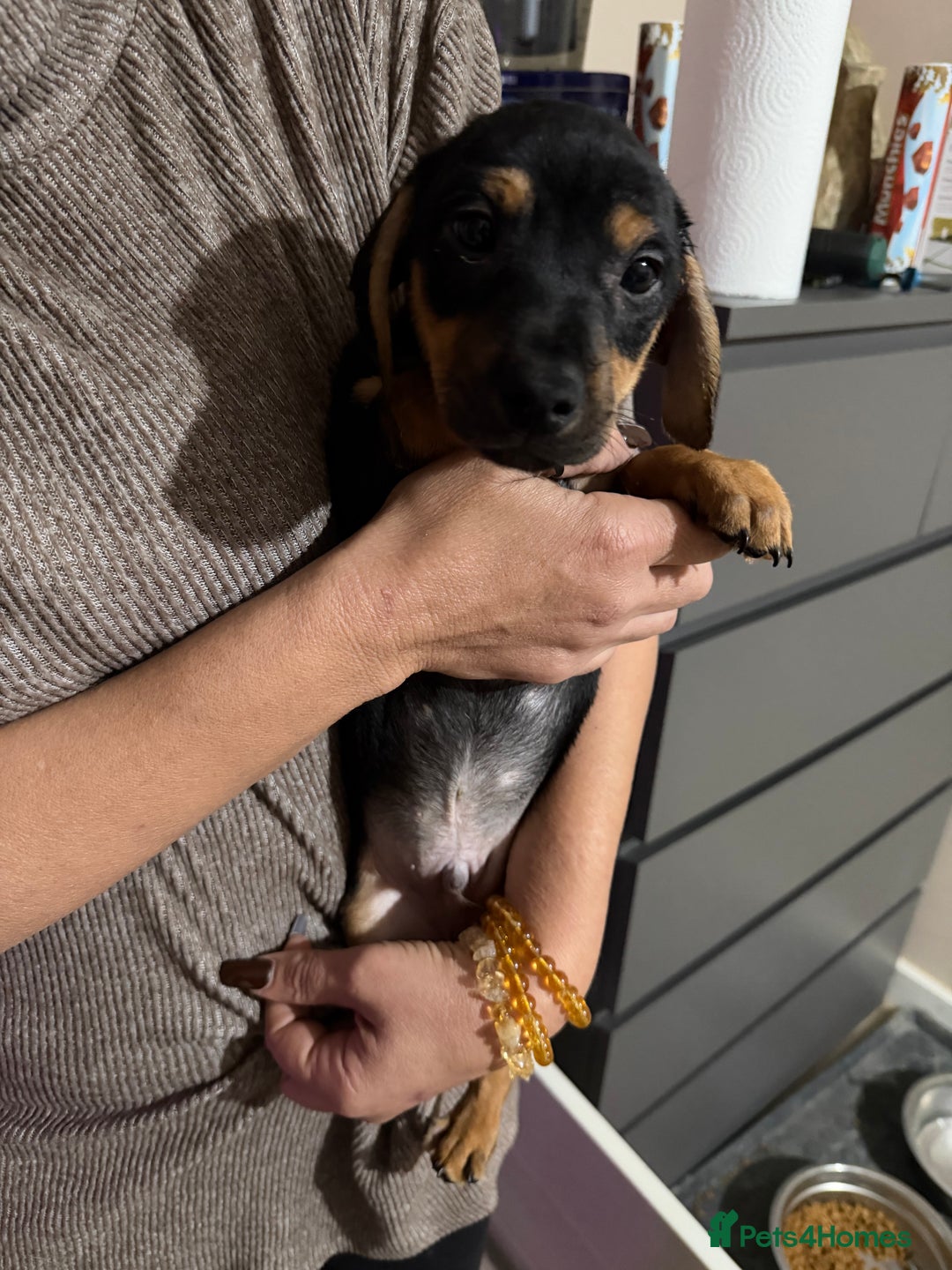 Jack Russell dogs for sale: 2 Jack Russell Puppies READY TO GO - Advert 7