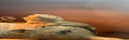 Bearded Dragon reptiles for sale: Bearded Dragon with enclosure and set up  in Norwich - Advert 2