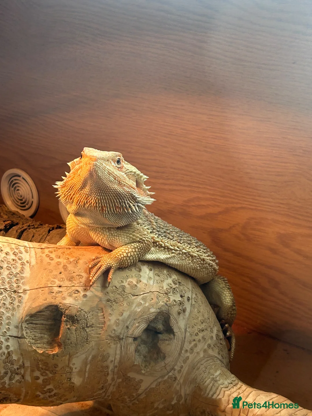 Bearded Dragon reptiles for sale: Bearded Dragon with enclosure and set up  in Norwich - Advert 2