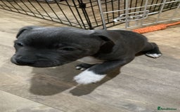 Staffordshire Bull Terrier dogs for sale: 3 boy blue staffs - Image 7