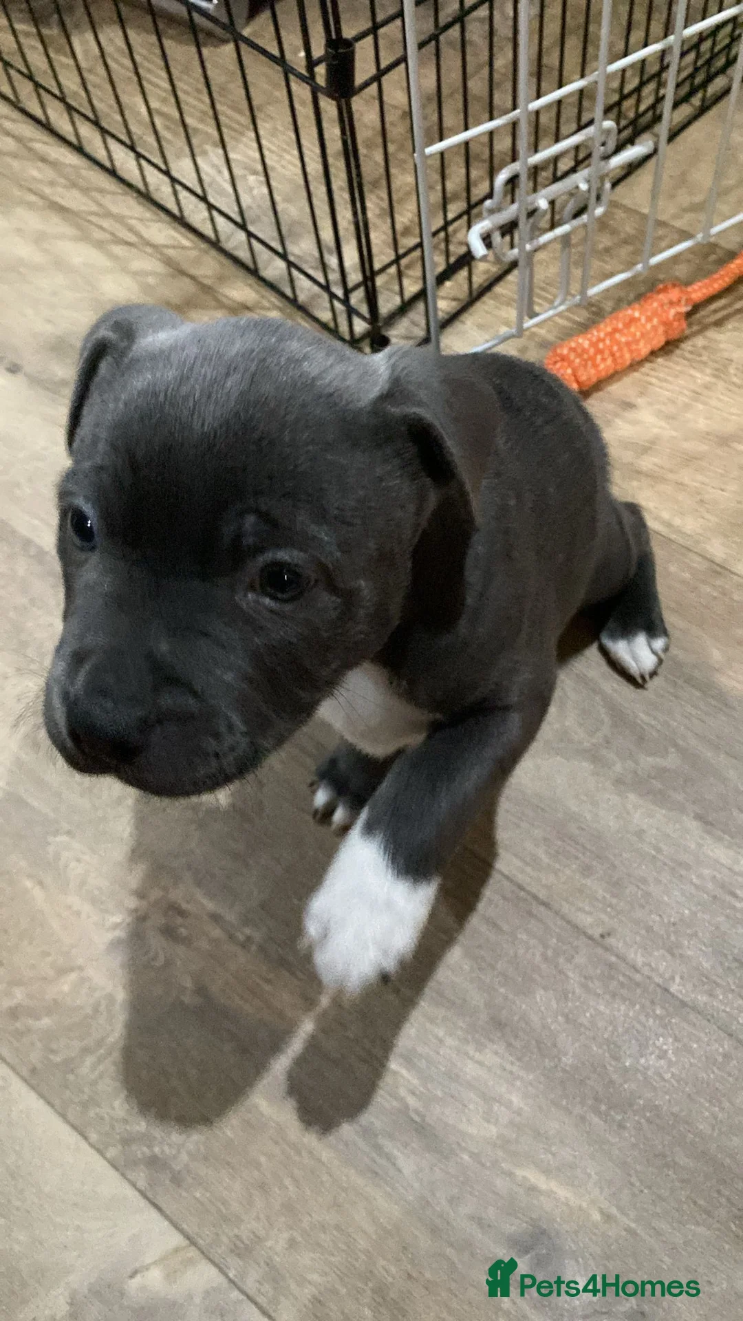 Staffordshire Bull Terrier dogs for sale: 3 boy blue staffs * 1 left reduced price* - Advert 7