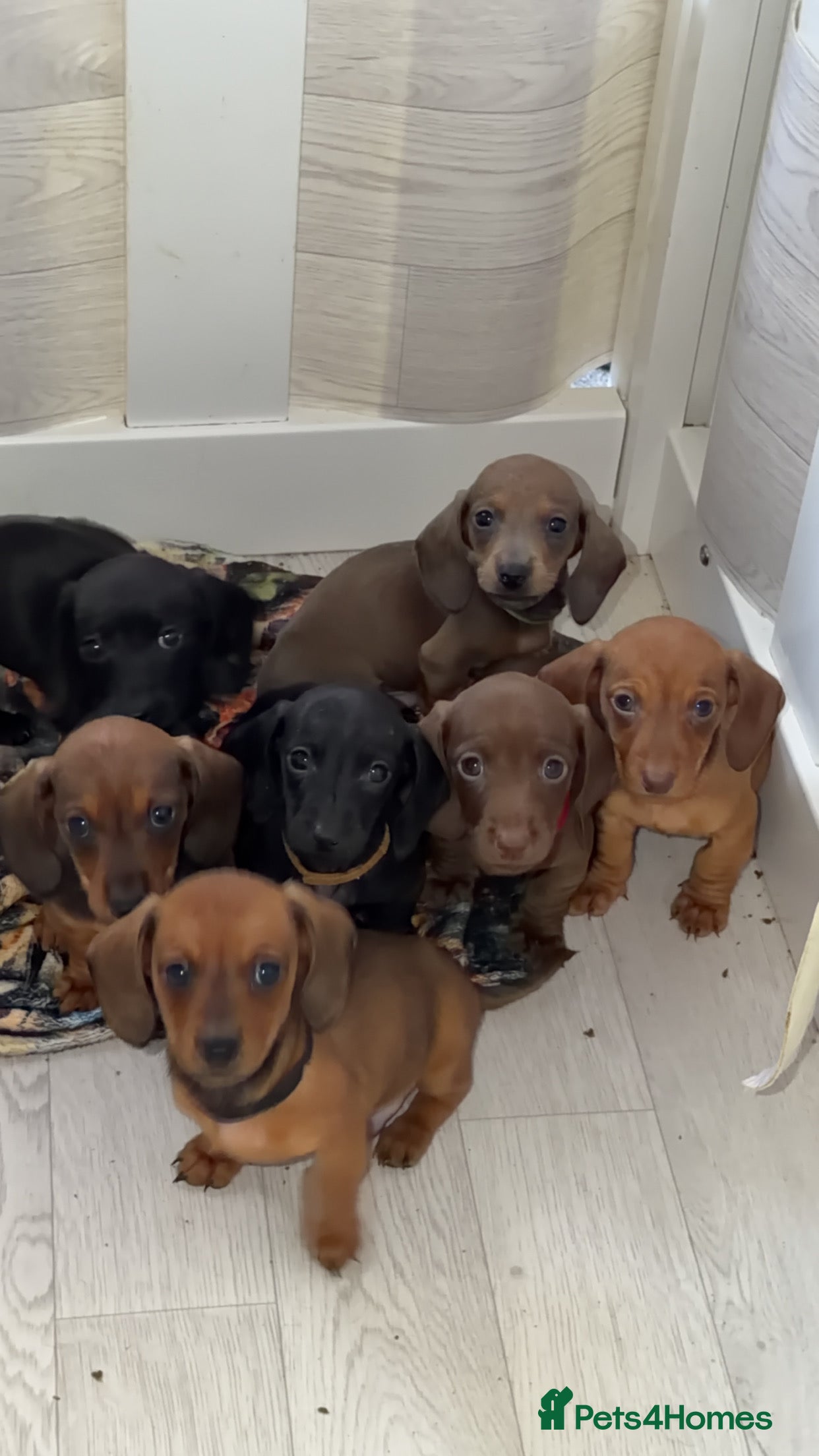 Dachshund dogs Miniature Dachshund Puppies Available 🐾 - Advert 5