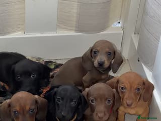 Dachshund dogs Miniature Dachshund Puppies Available 🐾 - Advert 5