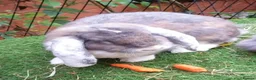 French Lop rabbits for sale: Gorgeous Giant French Lop Doe  Vaccinated - RETIRE - Advert 3
