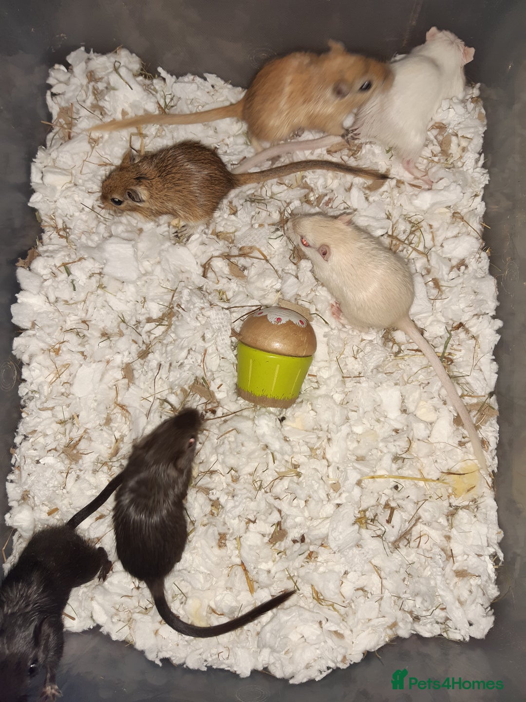 Gerbil rodents for sale: Super friendly gerbils from hobby breeder  - Image 35