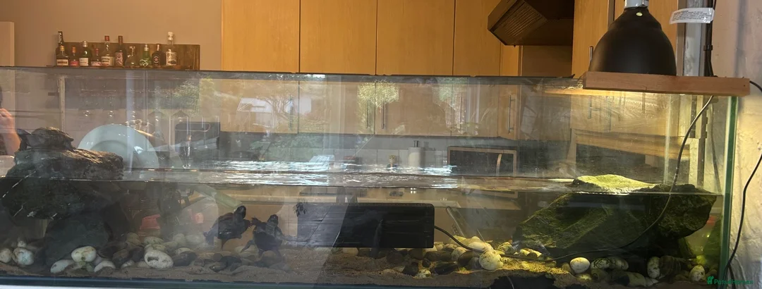 Turtle reptiles for sale: 3x Reeves turtles with tank in Rayleigh - Advert 2