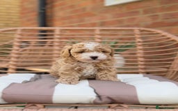 Cavapoochon dogs for sale: 5* Gorgeous F1b Cavapoochons - Image 6
