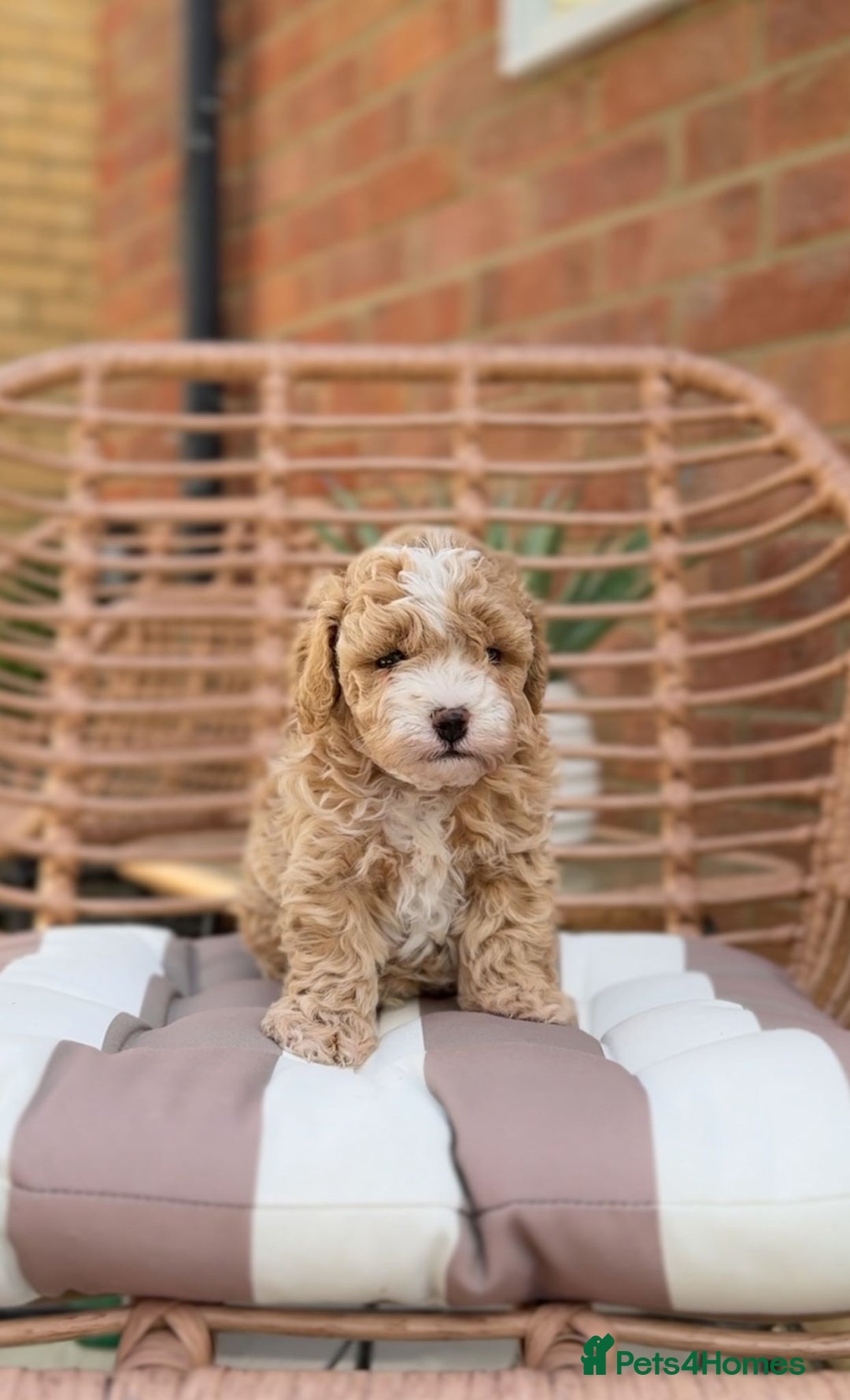 Cavapoochon dogs for sale: 5* Gorgeous F1b Cavapoochons - Image 6
