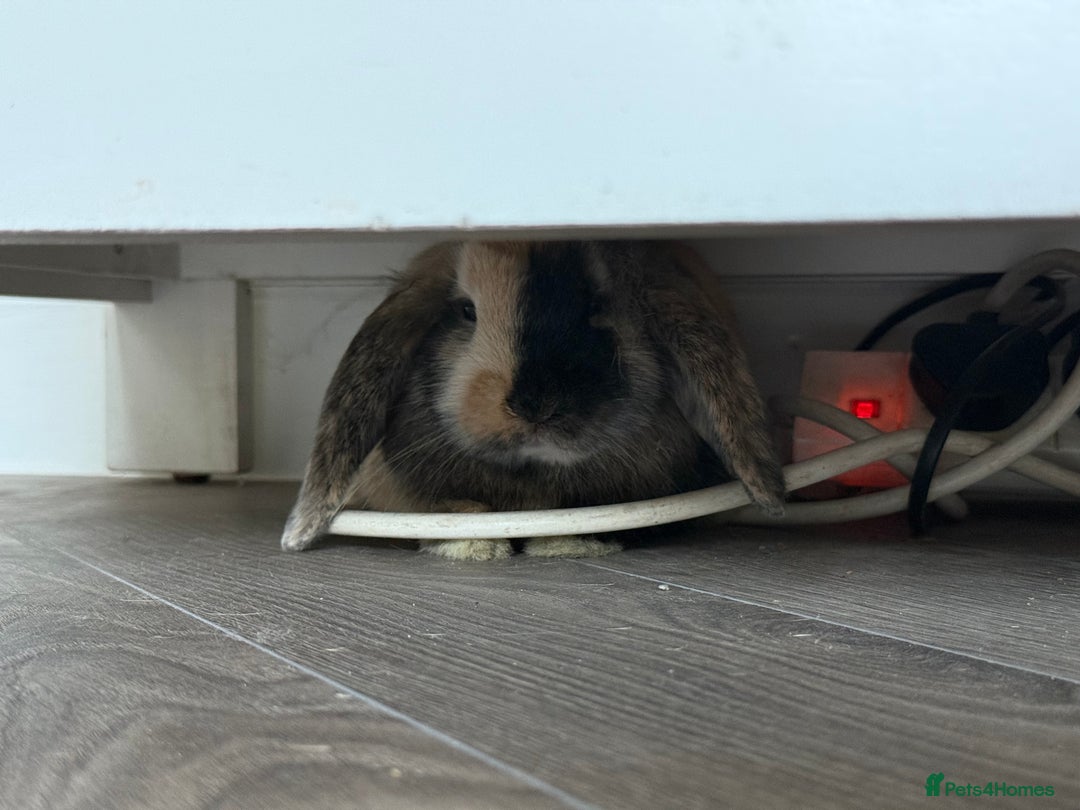 Dwarf Lop rabbits for sale: Dwarf lop - Advert 3