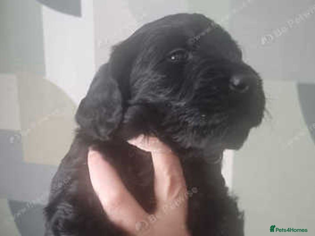 Goldendoodle dogs for sale: 🐾READY TO LEAVE🐾Standard goldendoodle - Image 10