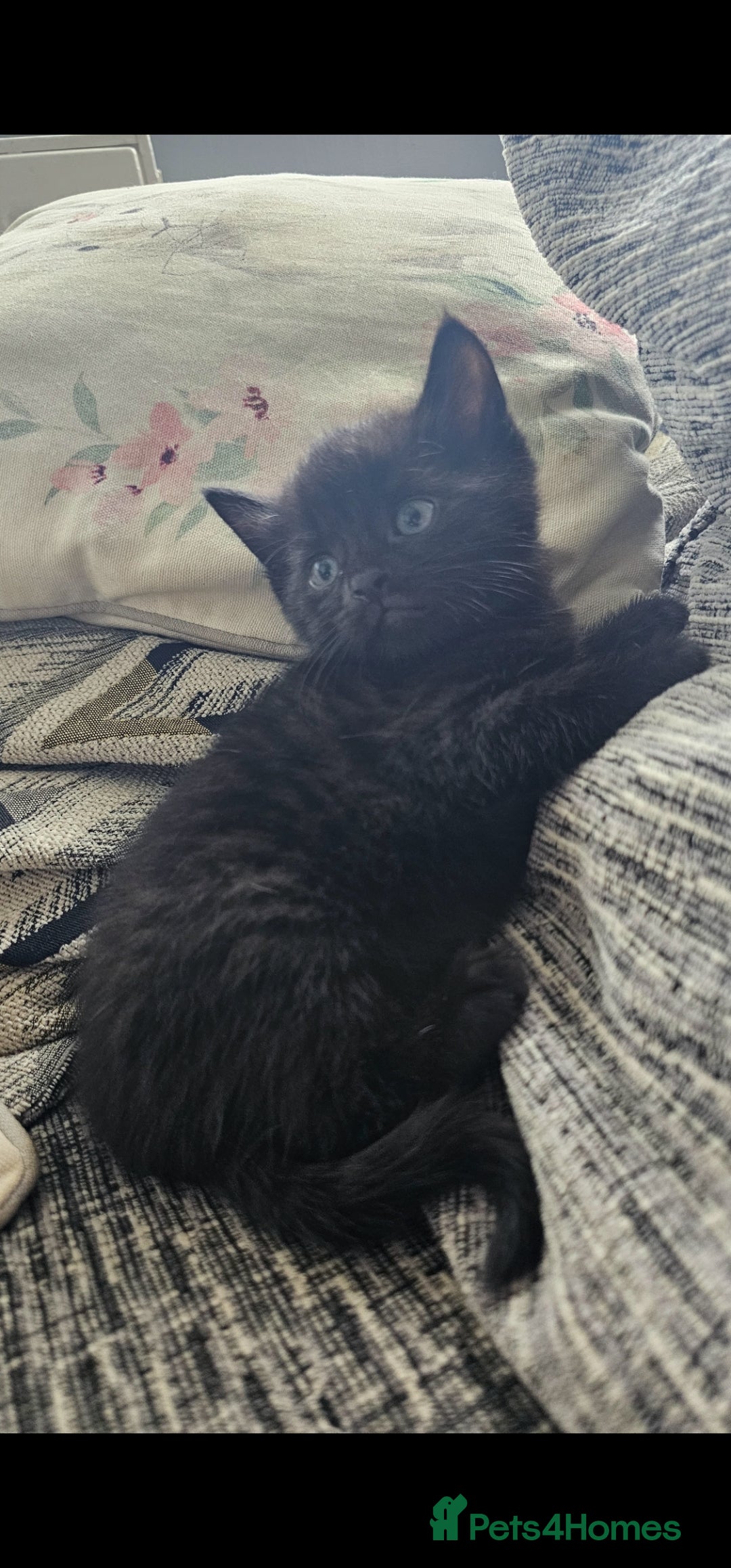 Mixed Breed cats for sale: Kitten for sale  - Image 2
