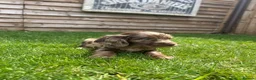 Cockapoo dogs for sale: Stunning F1 Miniature Cockerpoo Puppies - Advert 11