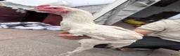 Chickens poultry for sale: Shamo Aseel male - Advert 3