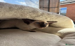 Siamese cats for sale: Siamese kittens - girls  - Image 33
