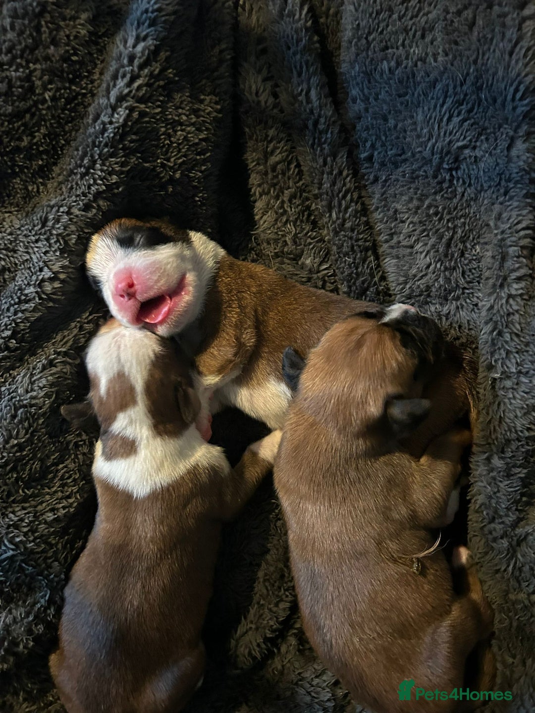 Boxer dogs for sale: Boxer babies - Advert 11