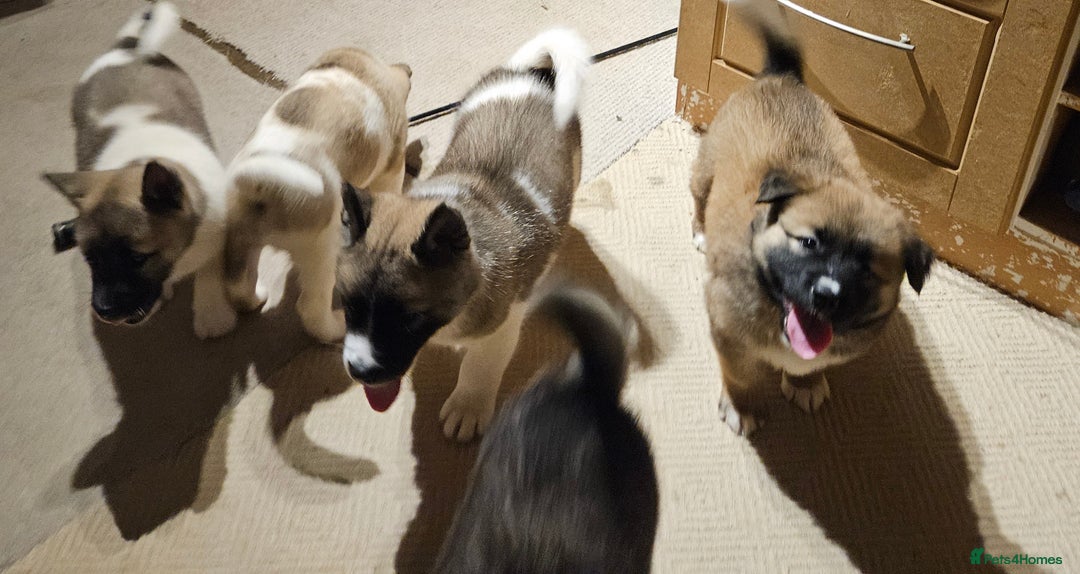 Mixed Breed dogs for sale: Akita/malamute  - Advert 5