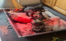 Mixed Breed dogs for sale: Aussie shepherd/staffy - Advert 33