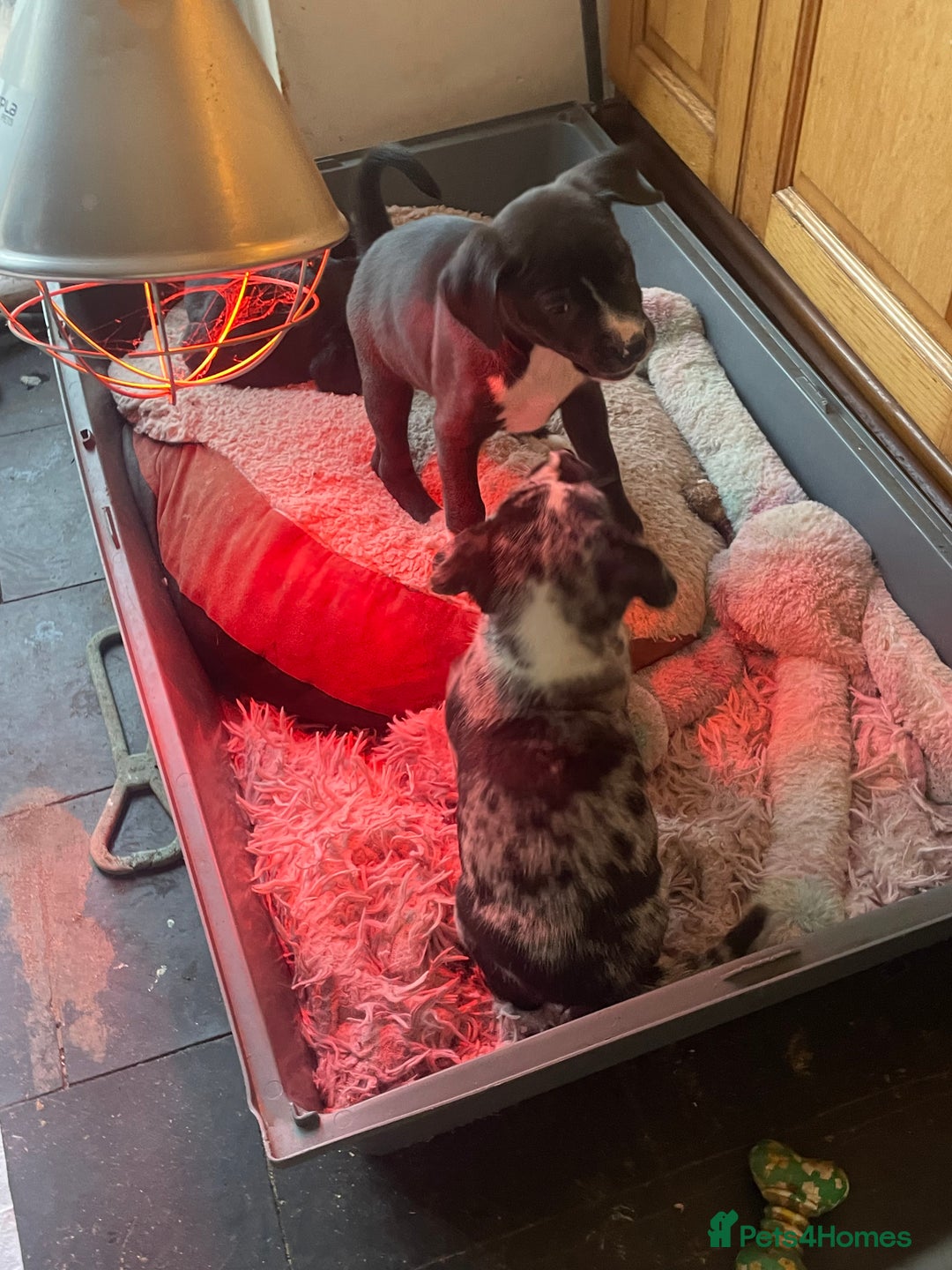 Mixed Breed dogs for sale: Aussie shepherd/staffy - Advert 33