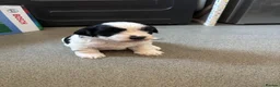 Mixed Breed dogs for sale: Poodle x begale  ** hih tzu x bichon frise in Brecon - Advert 9