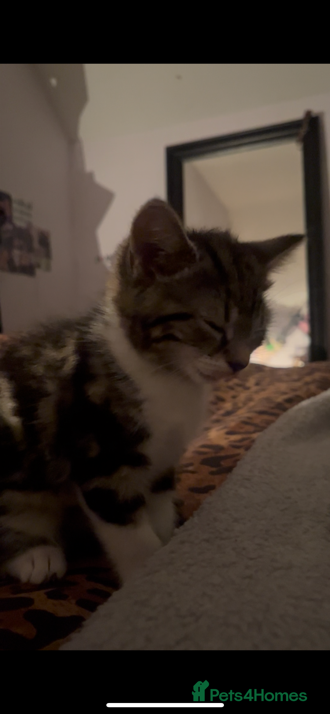 Mixed Breed cats for sale: Kittens for sale  - Advert 3