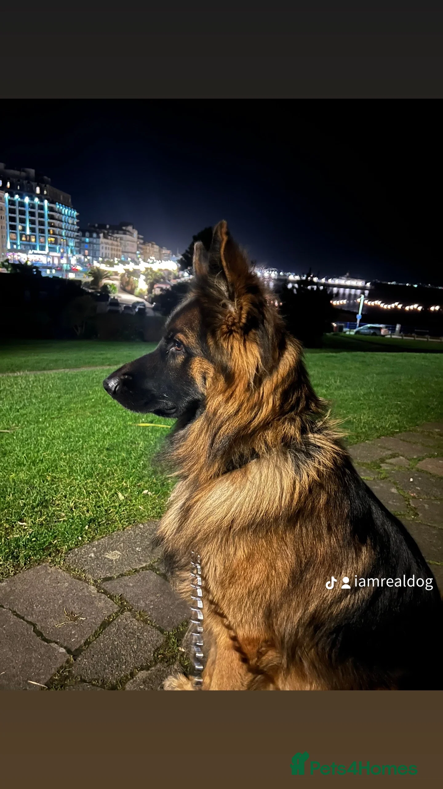 German Shepherd dogs German shepard for good home in Eastbourne - Advert 3