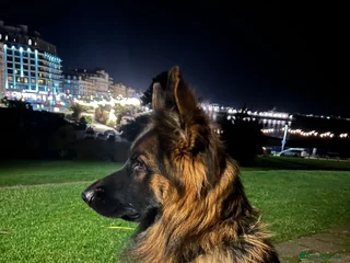 German Shepherd dogs for stud in Eastbourne - Advert 1