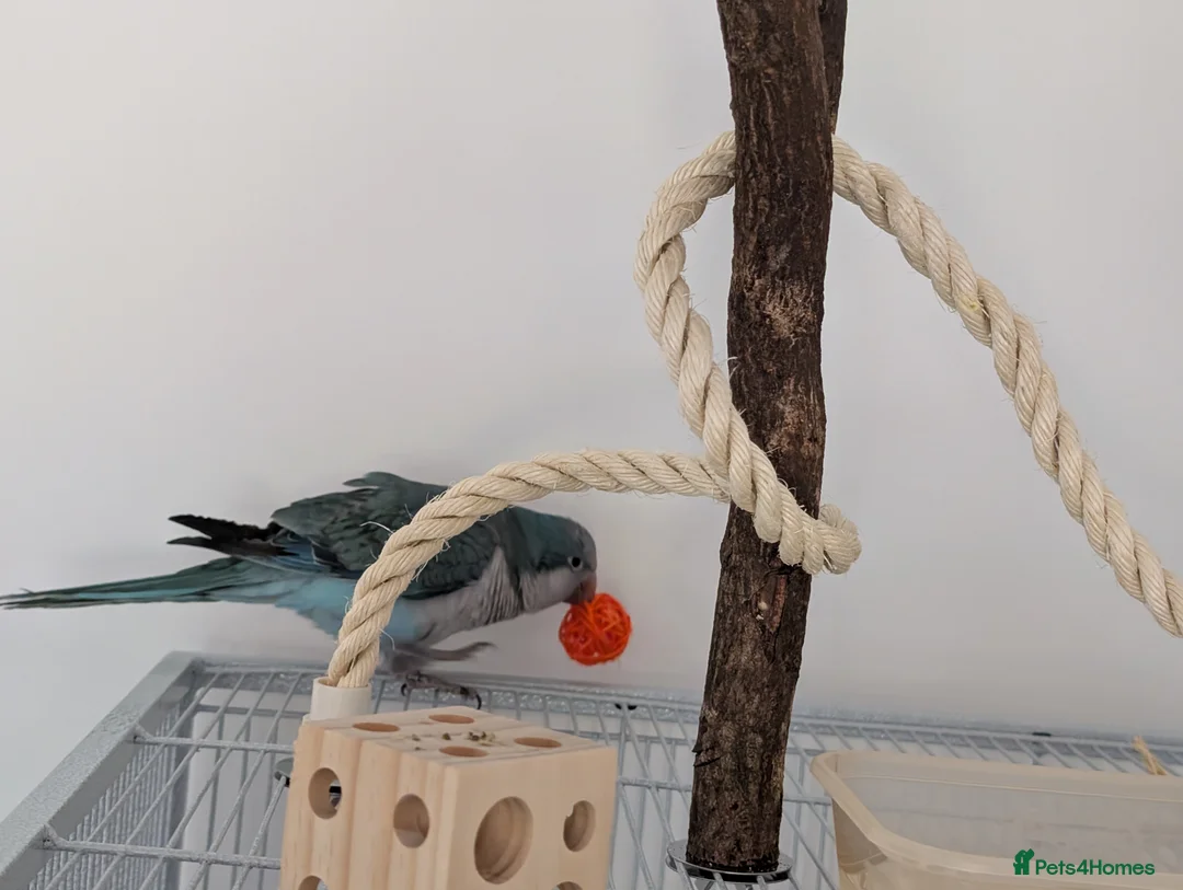 Mixed Breed birds for sale: Heartbreaking Rehoming – Quaker Parrot (Female) 💙 - Advert 7