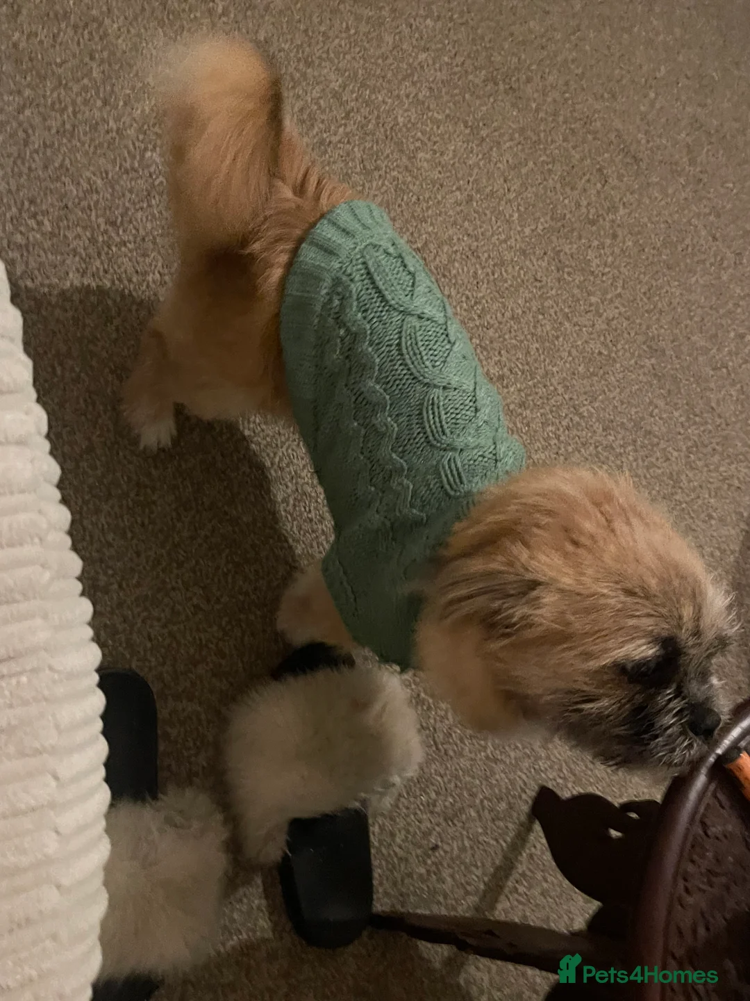 Shih Tzu dogs for sale: Khaos - Advert 3