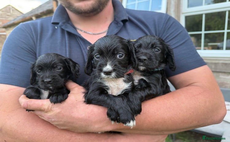 Cocker Spaniel dogs - Advert 1