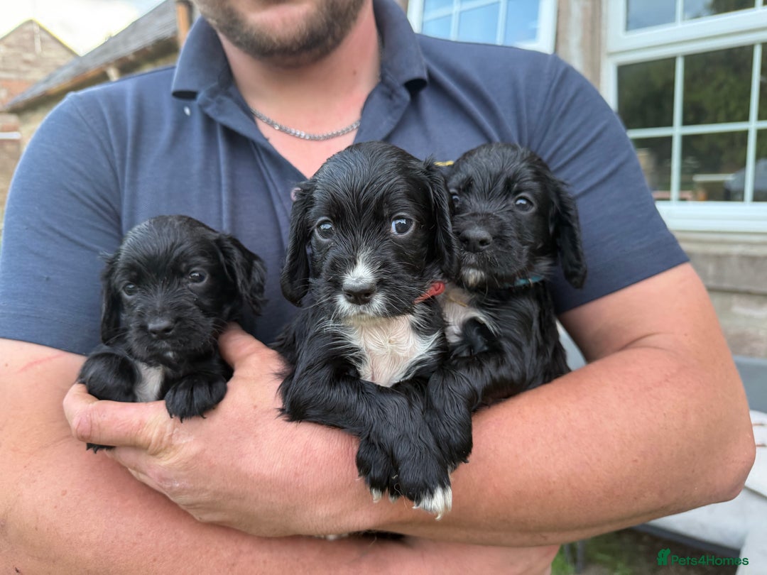 Cocker Spaniel dogs for sale: Working cocker spaniel - Image 1