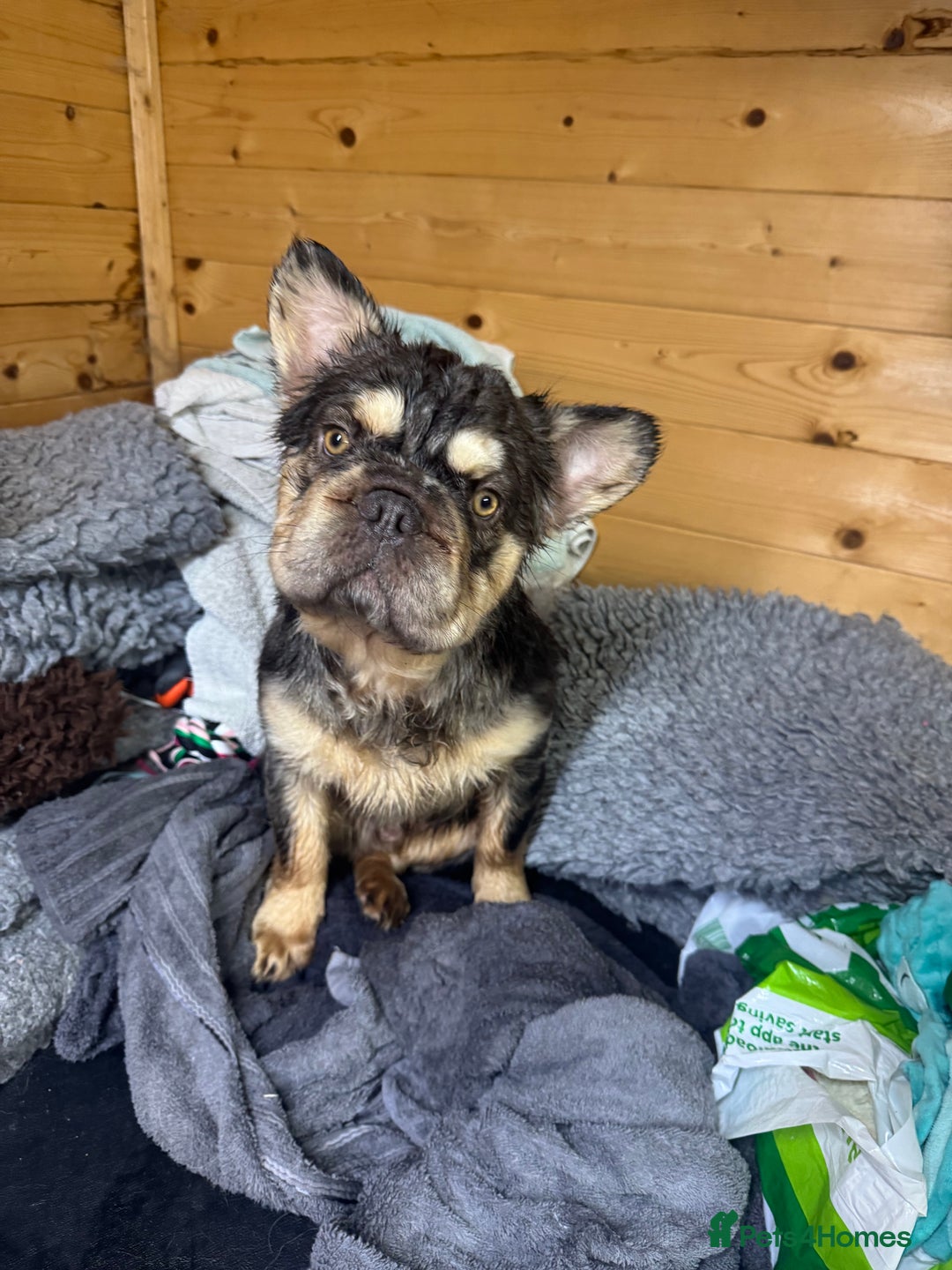 French Bulldog dogs for stud: French bulldog visual full fluffy carrying pink  in Dagenham - Advert 5
